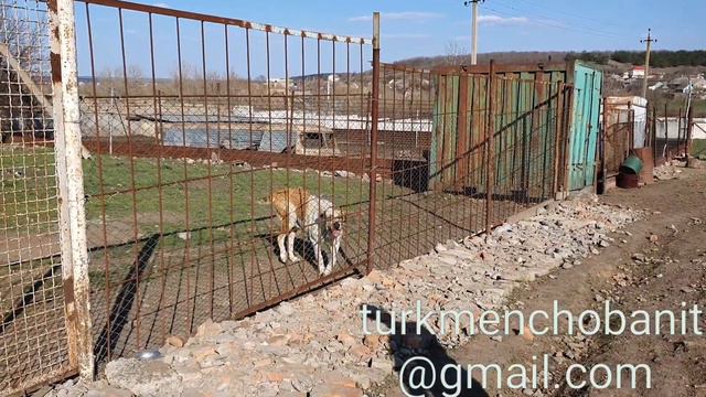 Питомник Туркменских Алабаев Евгения Бортника. ( Часть 2) смотреть онлайн