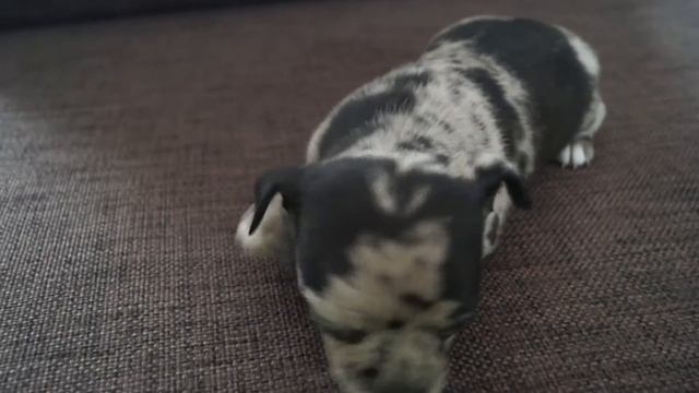 Чихуахуа черно-мраморный окрас/Chihuahua black-merle. смотреть онлайн