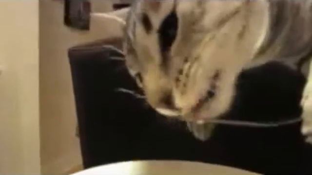 Интеллигентный кот, который ест вилкой смотреть онлайн