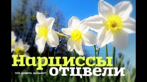 Нарциссы отцвели что делать дальше? Уход за нарциссами после цветения!