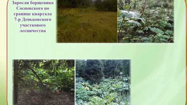 Биологическая инвазия борщевика Егоровой Алины 9 класс МОУ Новопетровская СОШ смотреть онлайн