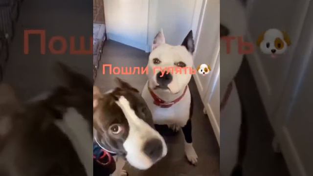 Стаффорды просятся на прогулку. смотреть онлайн