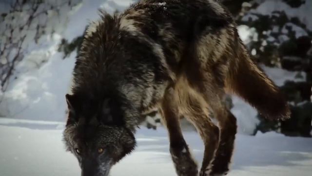 Вовк. Образ у світовій мітології | Тварини смотреть онлайн