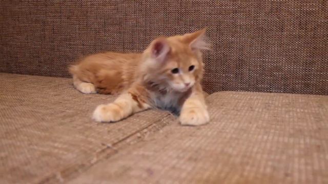 ALLYWOOD Julius (котенок мейн кун) смотреть онлайн