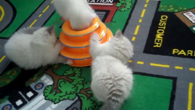PETSTAGES ИГРУШКА ДЛЯ КОШЕК "ТРЕК" 3 ЭТАЖА смотреть онлайн
