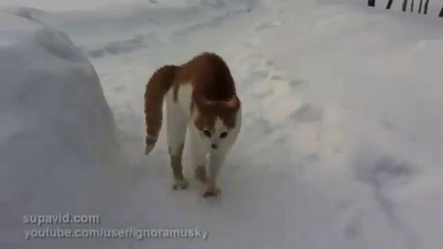 Грозный кот смотреть онлайн