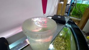 Разведение апистограммы какаду. Первая серия