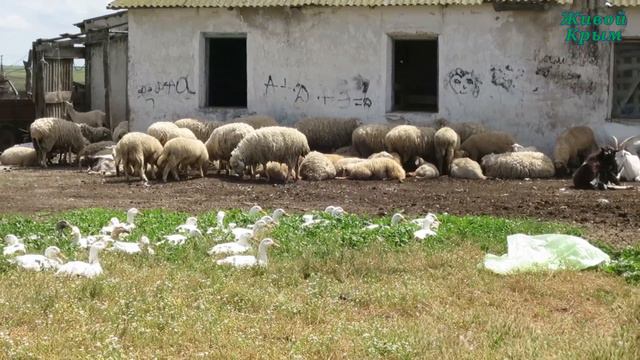 Забавные зарисовки о домашних животных смотреть онлайн