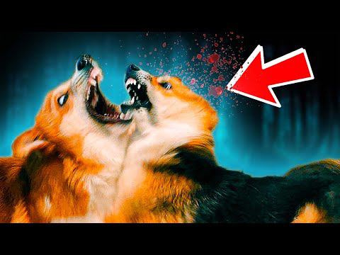 Подрался с Кексом из-за КОСТОЧКИ!! Он мне больше не брат! (Корги Коржик) Говорящая собака смотреть онлайн