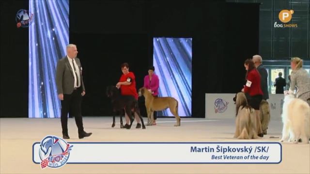 WORLD VETERAN WINNER 2021 | World Dog Show 2021 Brno Czech Republic смотреть онлайн