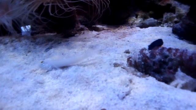 Океанариум Морская сказка Киев цены 2017 смотреть онлайн