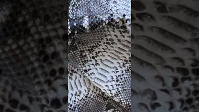 Натуральная кожа питона от BaliSnake.ru смотреть онлайн