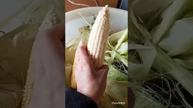 Китайские семена кукурузы. Теперь садить буду только ее. смотреть онлайн