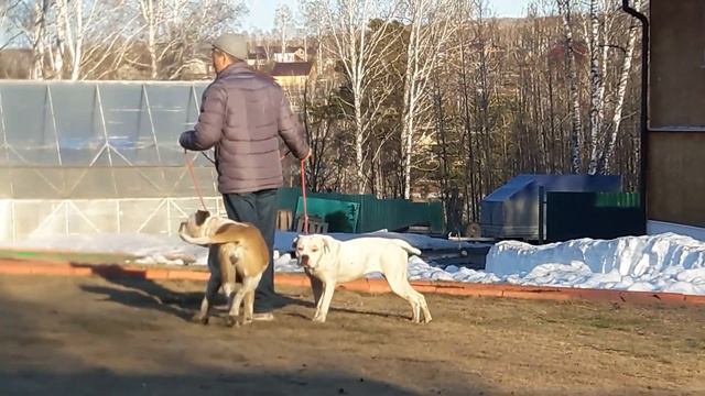 НОЛЛА ВЫГЛЯДИТ ПРЕКРАСНО, НО В ЖИВОТИКЕ НЕТ ЩЕНКОВ. смотреть онлайн