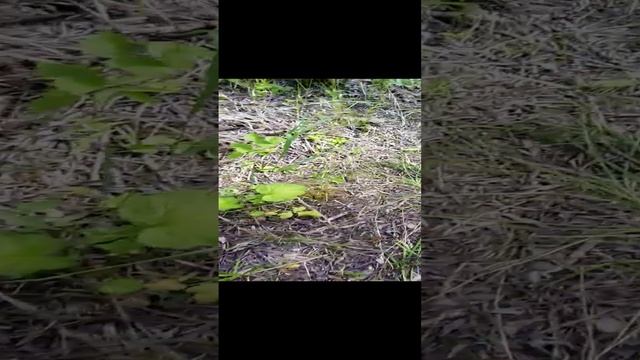 Жаркий день + 45 Выделения цветов закрылось . Быстрый осмотр пчёл смотреть онлайн