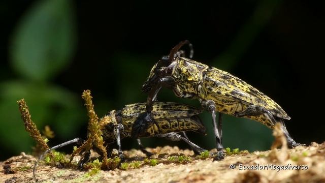 Longhorn Beetles Mating In The Ecuadorian Amazon Rainforest