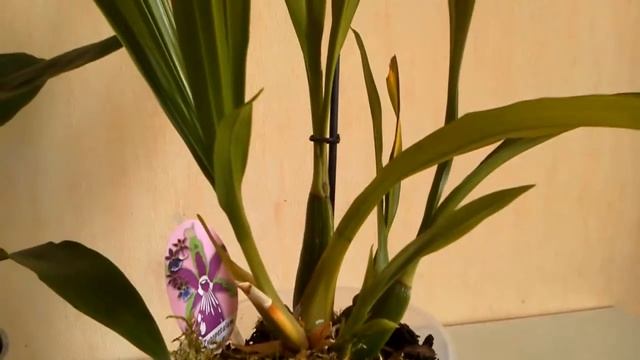 Новый зигопеталум Louisendorf 'Rhein Moonlight'. Улитки в субстрате. смотреть онлайн