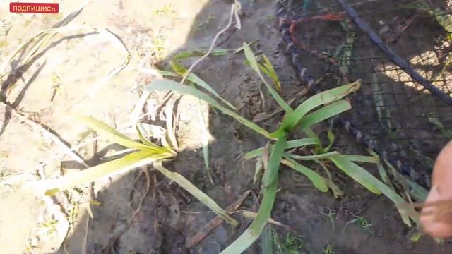 КАК И НА ЧТО ЛОВИТЬ РАКОВ, ЛОВЛЯ РАКОВ В ИЮЛЕ 2021 смотреть онлайн