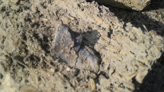 Арболит Алаторка смотреть онлайн