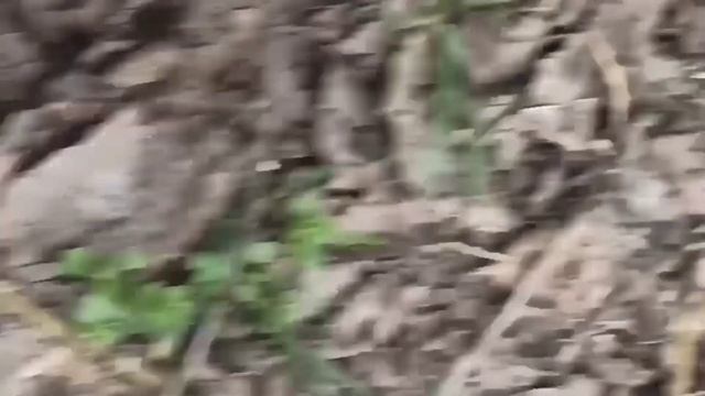 ПЧЁЛЫ ???. В СЕМЬЕ НЕТ МАТКИ ПРИЗНАКИ. ВОРОВСТВО У ПЧЕЛ КАК ОПРЕДЕЛИТЬ. смотреть онлайн