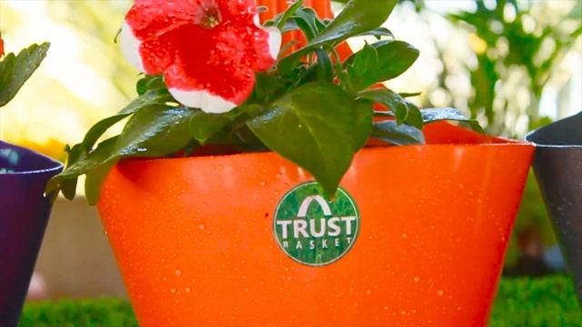 Victor Hook Pot (Set of 5 - Assorted colors) - TrustBasket смотреть онлайн