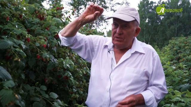 Малина: выращивание и уход. Рекомендации опытного малинника Анатолия Сидоровича смотреть онлайн