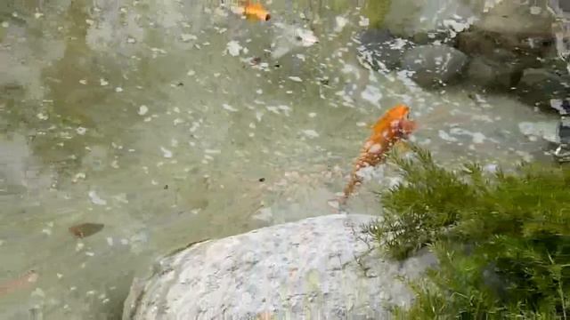 Японский сад в Монако смотреть онлайн