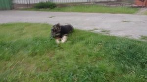 ЩЕНОК НЕМЕЦКОЙ ОВЧАРКИ Учим команду ГОЛОС / GERMAN SHEPHERD PUPPY