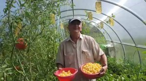 СОБРАЛИ ЧЕРИКИ И ТЫНЯЕМСЯ ПО ДОМУ,ПОТОМУ ЧТО ЖАРКО.