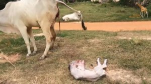 Корова Рожает Красивого теленка