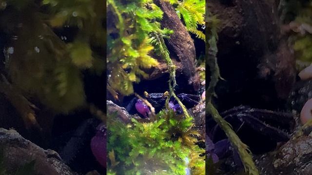 Видео на рутуб #краб вампир