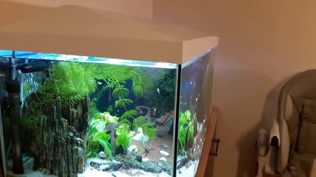 Akwarium Aquael Leddy 80 White смотреть онлайн