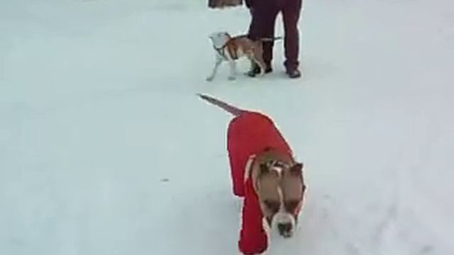 Раша и Гриша смотреть онлайн