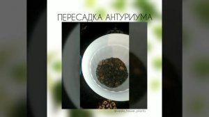 Антуриум. Пересадка после покупки.