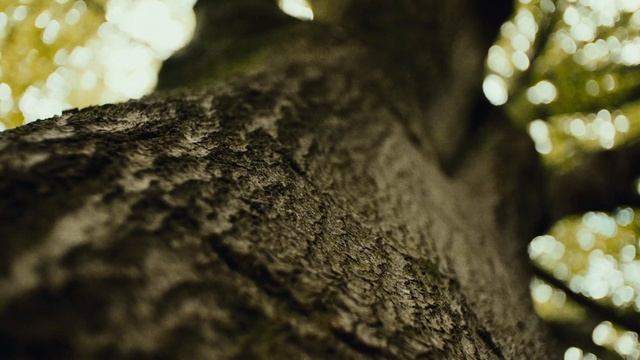 Cow | Fujifilm XH2s смотреть онлайн