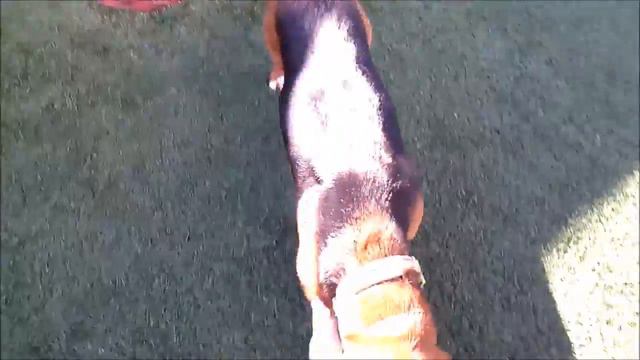 Freddie смотреть онлайн