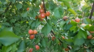 Абрикос Цунами \ Apricot Tsunami