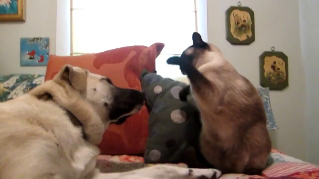 Котобокс смотреть онлайн