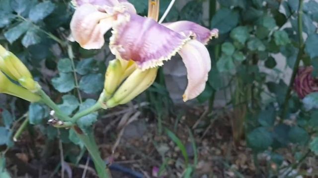 Lilac Hemerocallis Bestseller