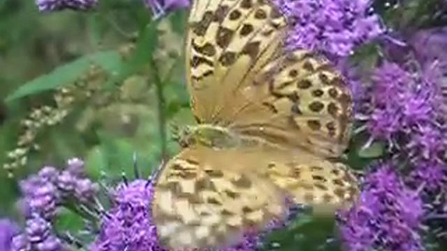 Соседство бабочки с пчелой смотреть онлайн