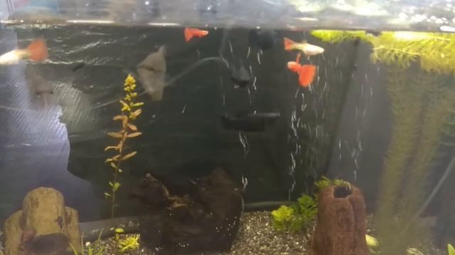 Моллинезия чёрная и Чёрная Лира содержание и уход смотреть онлайн