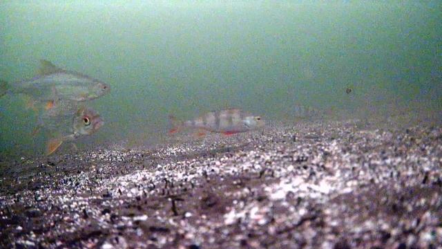 Тестирую прикормку для плотвы! Зимняя рыбалка! смотреть онлайн