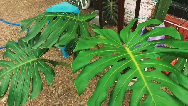 Ciri-Ciri Monstera Asli смотреть онлайн