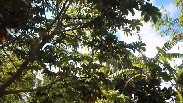 The Amazingly Useful Cecropia Tree (as seen at ECHO in Ft. Myers) смотреть онлайн