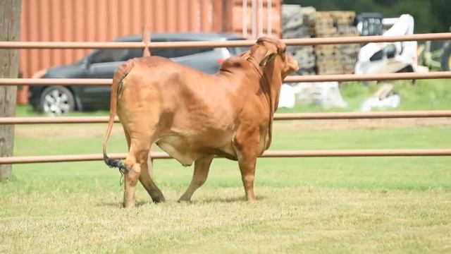 2021 STgenetics Brahman and HK Cattle Summer Selection Sale Lot 5 - HK MS PARALLEL 57/0 смотреть онлайн