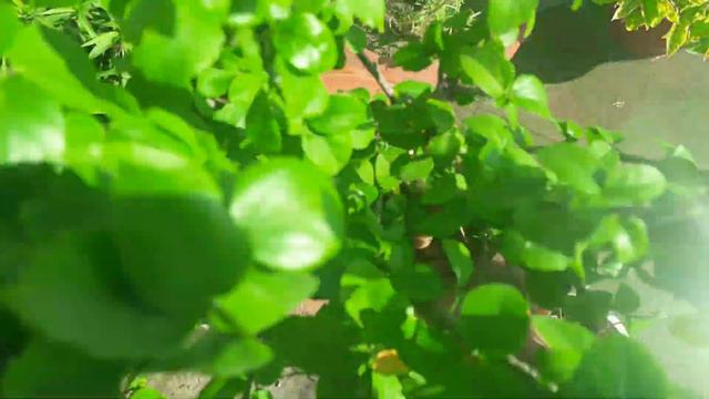 एक तो घर के अंदर Corona मरीज और उस पर आंधी ने मेरे टेरेस गार्डेन का क्या हाल किया 😥