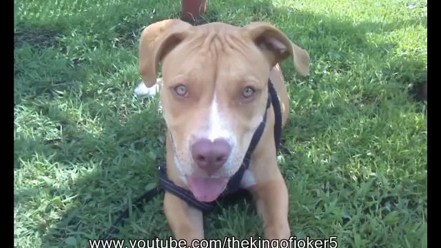 Time lapse of growing pitbull смотреть онлайн