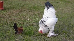 Самый большой и самый маленький петух в мире