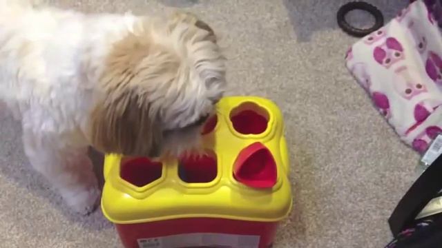 Собака умнее Обамы / Dog smarter Obama смотреть онлайн