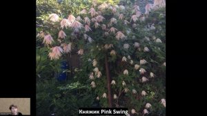 Обзор 4 сортов княжиков!